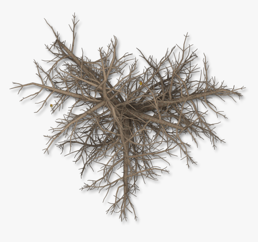 Pond Pine, HD Png Download