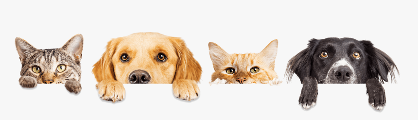 Dogs And Cats, HD Png Download