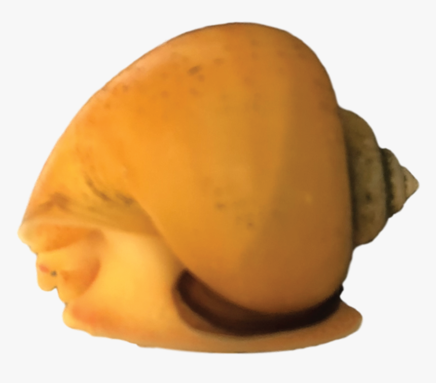 Lymnaeidae, HD Png Download