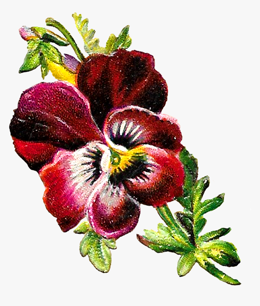 Pansy Botanical Illustration, HD Png Download