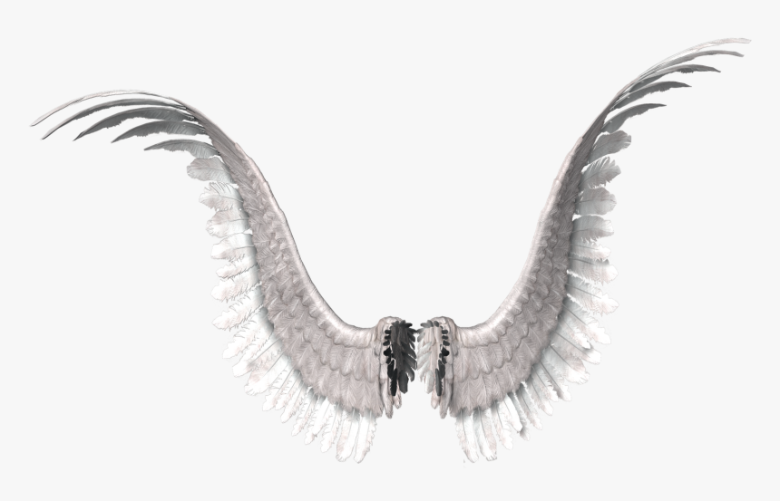 Osprey, HD Png Download