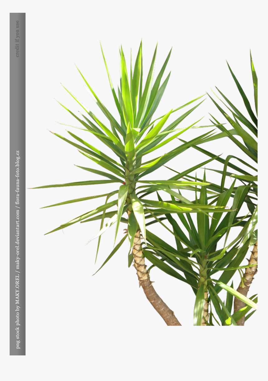 Coconut Palm Tree Png For - Pond Pine, Transparent Png