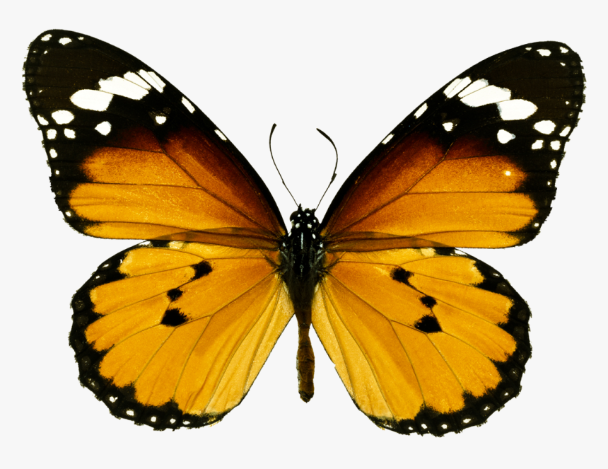 Orange Tiger Butterfly Png , Png Download - Butterfly Wings Png, Transparent Png