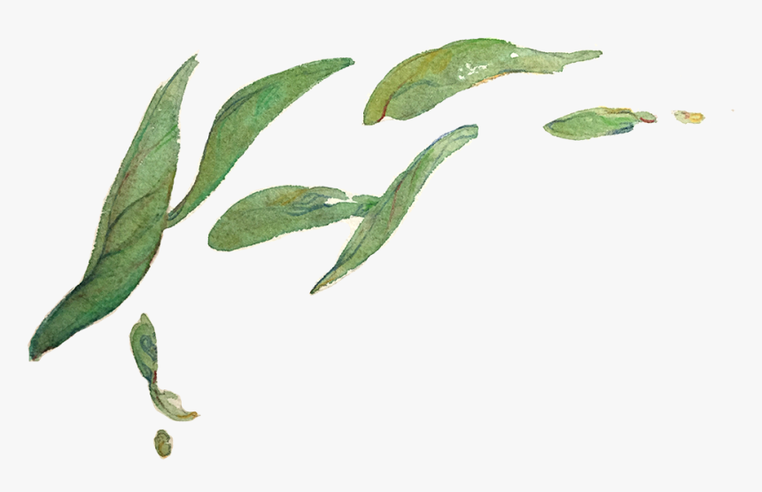 Le Tea Leaf Illustration Design - Tea Leaf Illustration Png, Transparent Png
