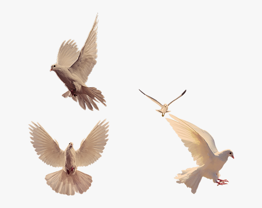 Pigeon Png - Vaux S Swift, Transparent Png