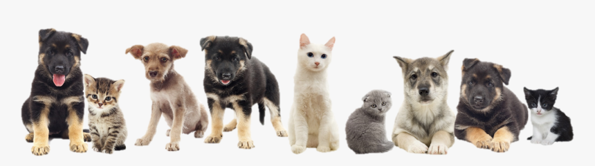 Snippet Citrus Spay And Neuter Pets - Png Cats And Dogs, Transparent Png