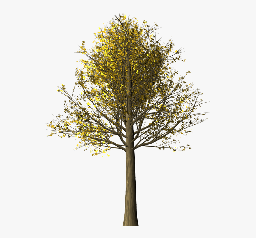 Arbol De Arce Png, Transparent Png