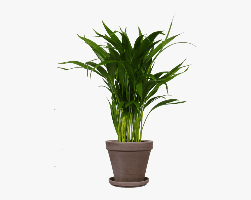 Plant Office Png, Transparent Png