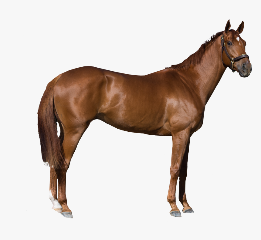 Horse Stock Photography Royalty-free - Free Transparent Images Horse, HD Png Download