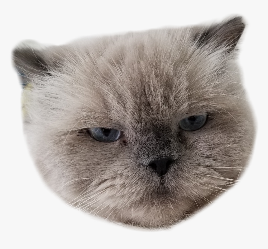 Angry - Himalayan, HD Png Download