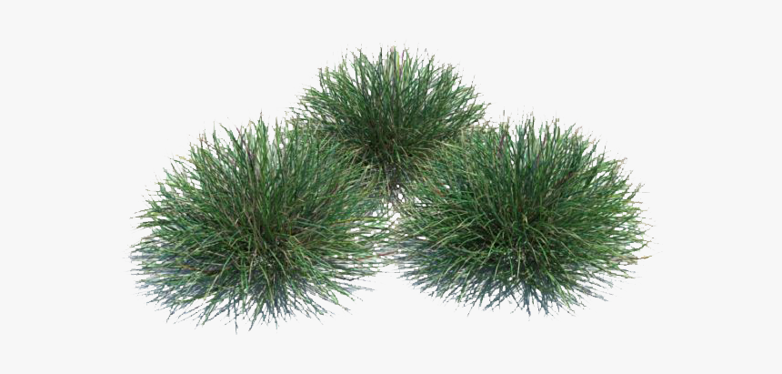 Photoshop Plant Cutout, HD Png Download