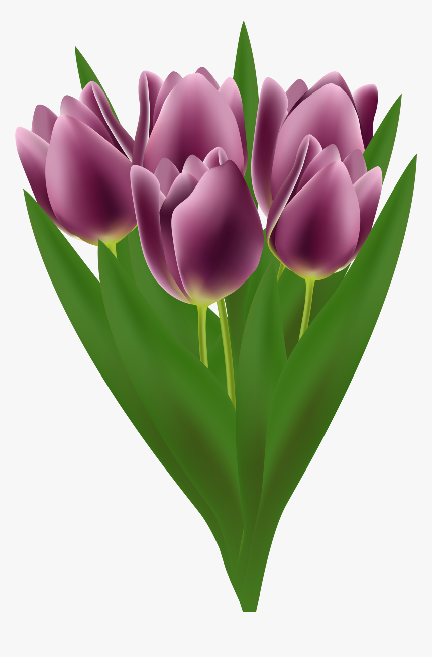 Tulips Bouquet Transparent Png Clip Art Image - Tulip, Png Download