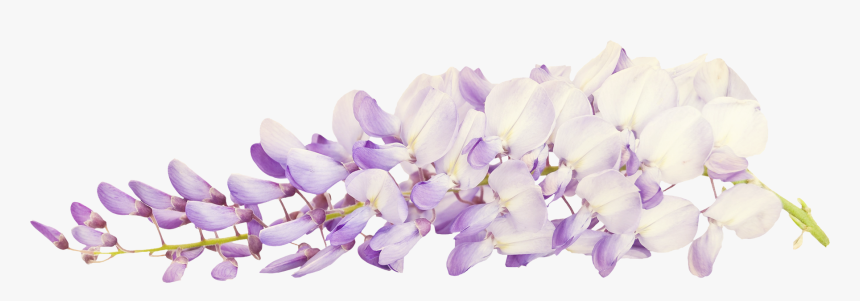 Цветы. Деревья, HD Png Download