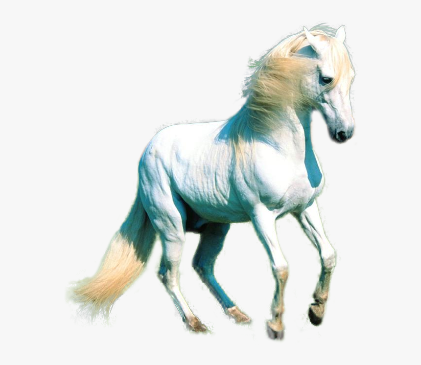 White Horse Png Images - Friesian Horse Iphone Backgrounds, Transparent Png