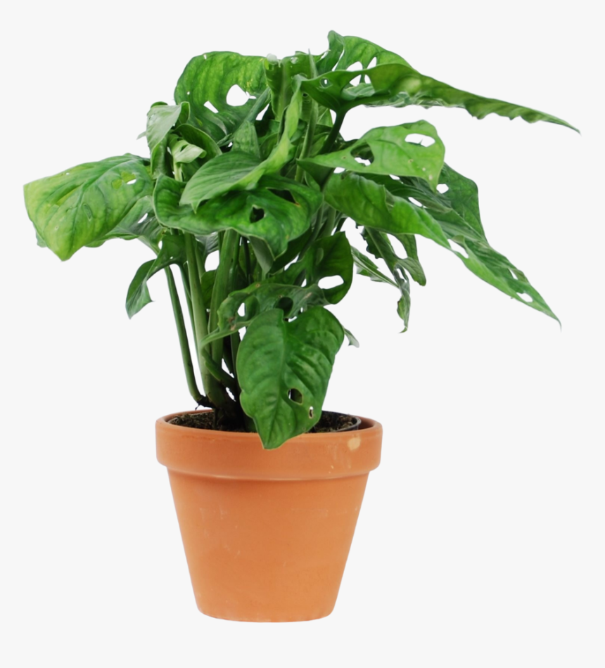 Monstera Monkey Mask - Houseplant, HD Png Download
