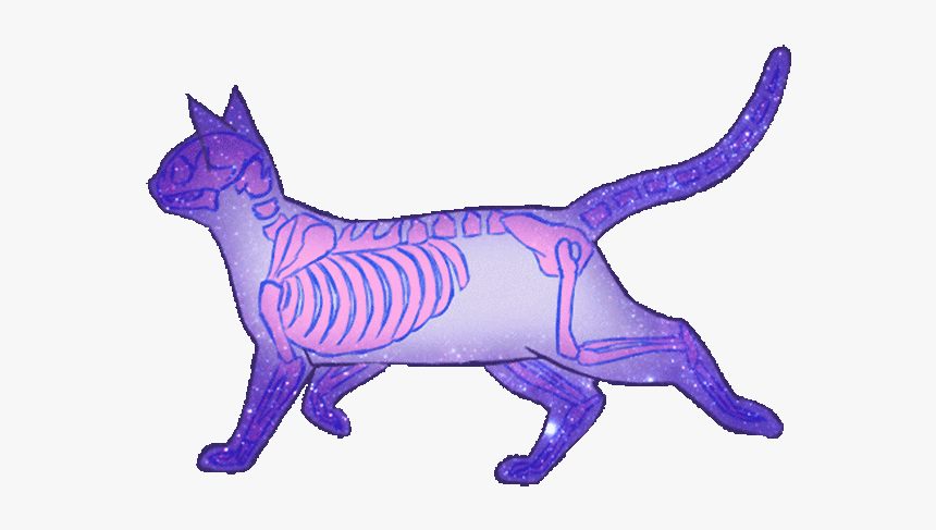 Bienvenidos Gatos Gif Png, Transparent Png