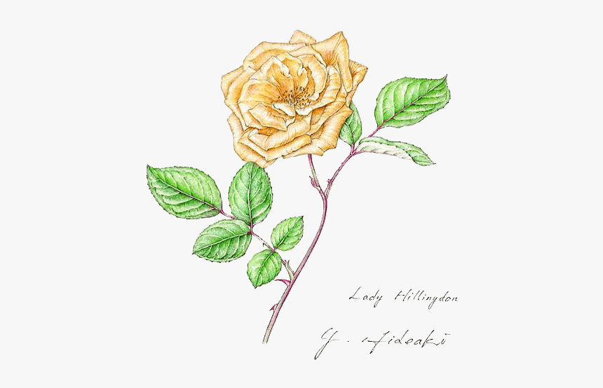 中国风荷花水彩画 - Floribunda, HD Png Download