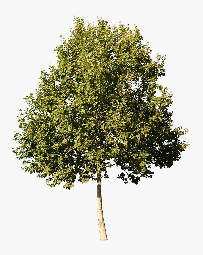 Sycamore Tree No Background, HD Png Download