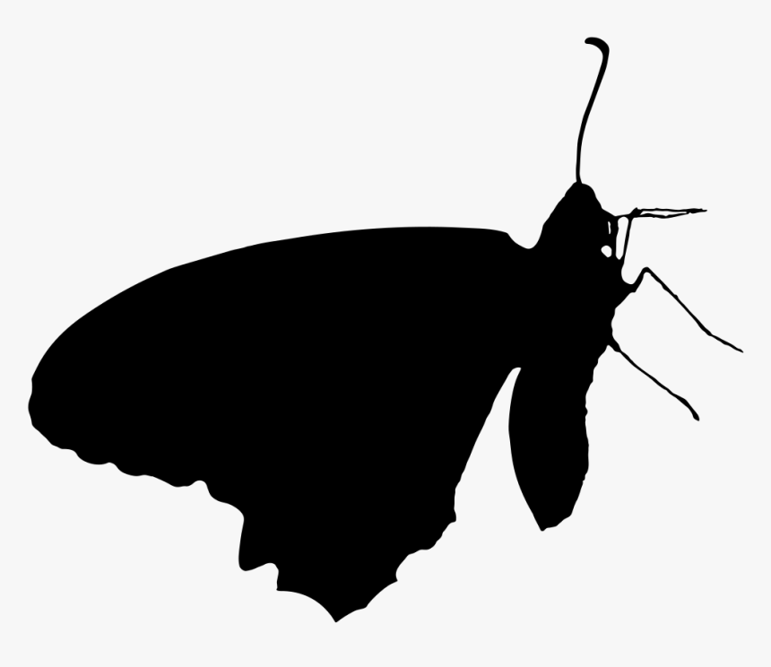 Delicate Butterfly Silhouette - Butterfly, HD Png Download