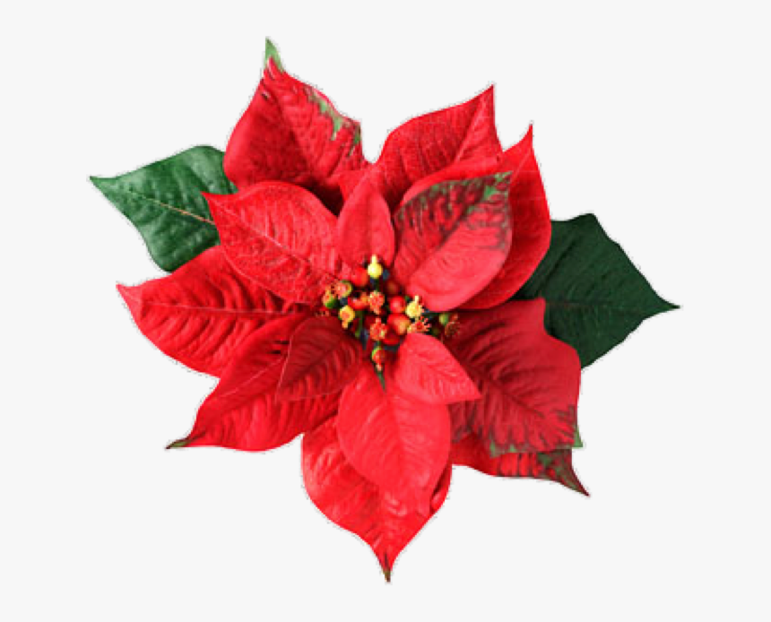 Thumb Image - Poinsettia Flower Png, Transparent Png