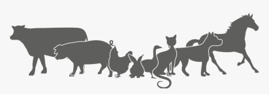 Animales - Black Cat, HD Png Download