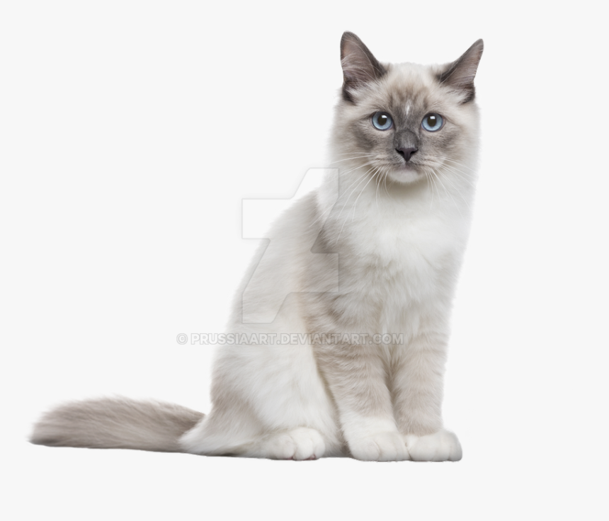 The Cat Sits On A Transparent Background - Neva Masquerade, HD Png Download