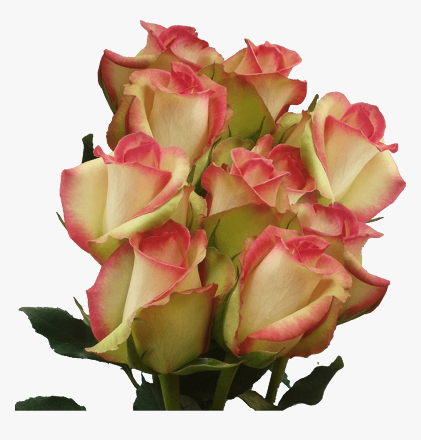 Red And White Long Stem Roses Multicolored Roses For - Garden Roses, HD Png Download
