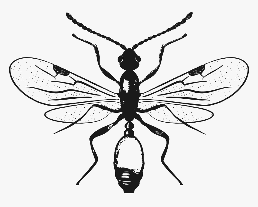 Black Ants, HD Png Download