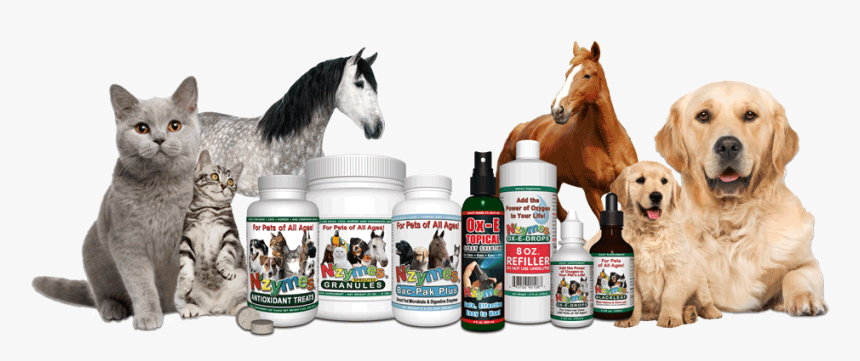 Stallion, HD Png Download