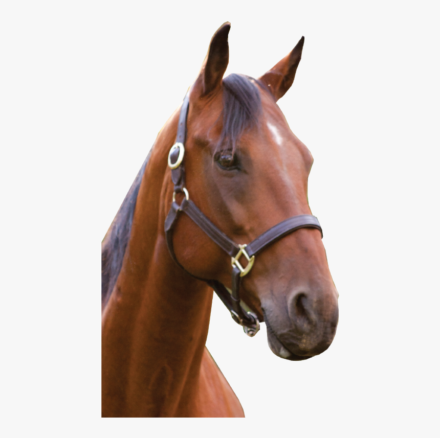 Horse Head Transparent Background, HD Png Download