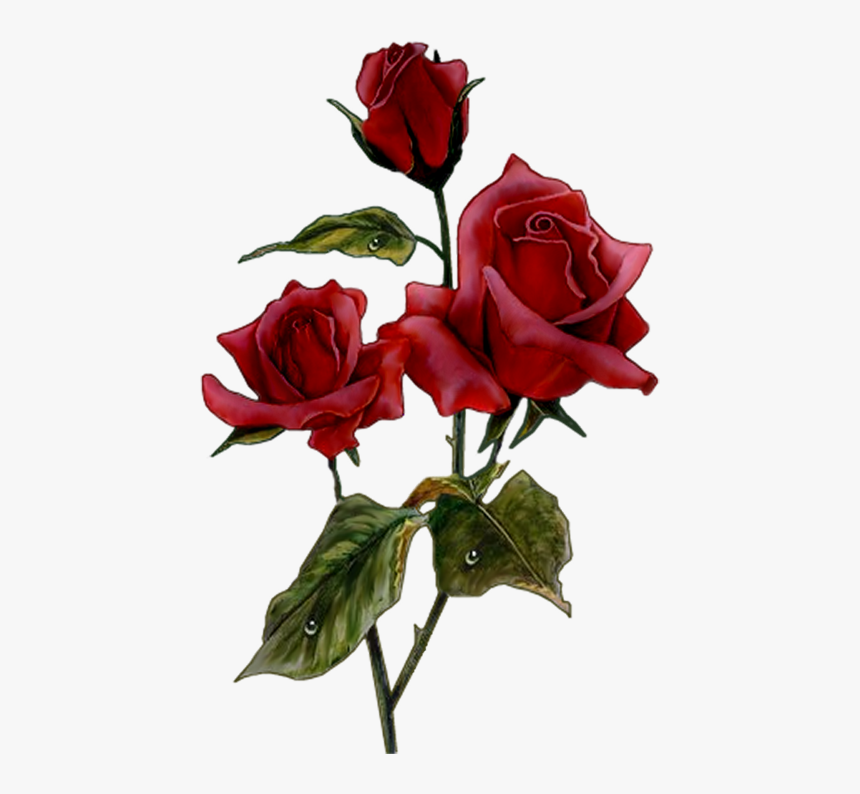 Garden Roses, HD Png Download