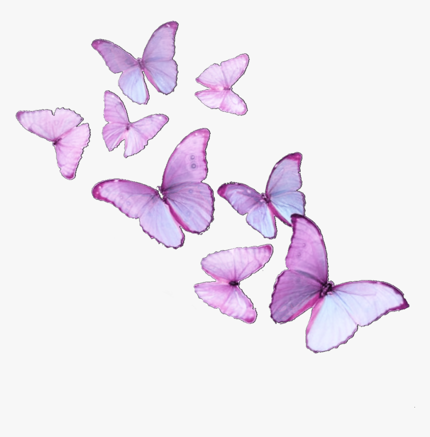 #butterfly #butterflies #butterflyeffect #butterflysticker - Brush-footed Butterfly, HD Png Download
