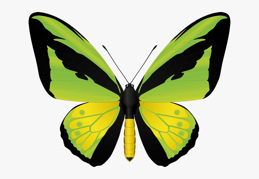 Ornithoptera Goliath, HD Png Download