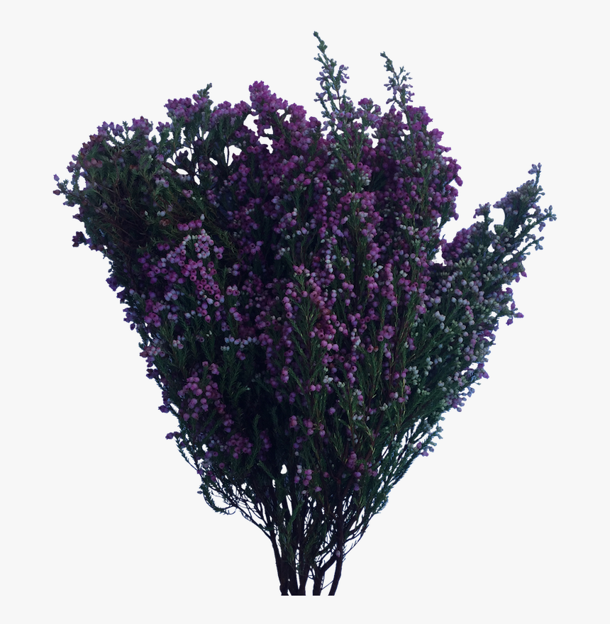 Bush Buds Farm Gate - English Lavender, HD Png Download