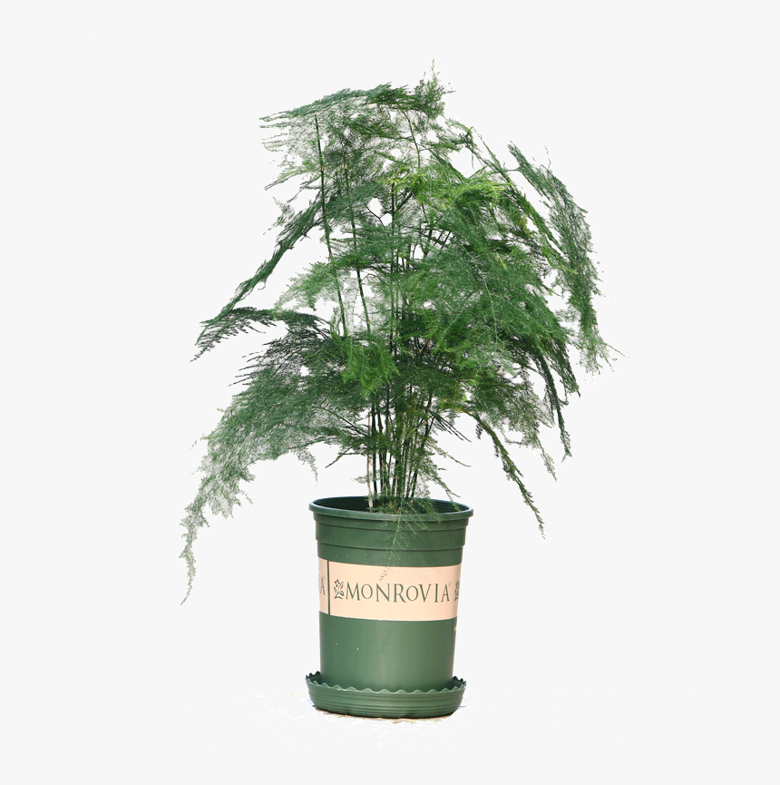 Wen Bamboo Seedlings Potted Flowers Potted Plants Purify - Indoor Ever Green Plant, HD Png Download