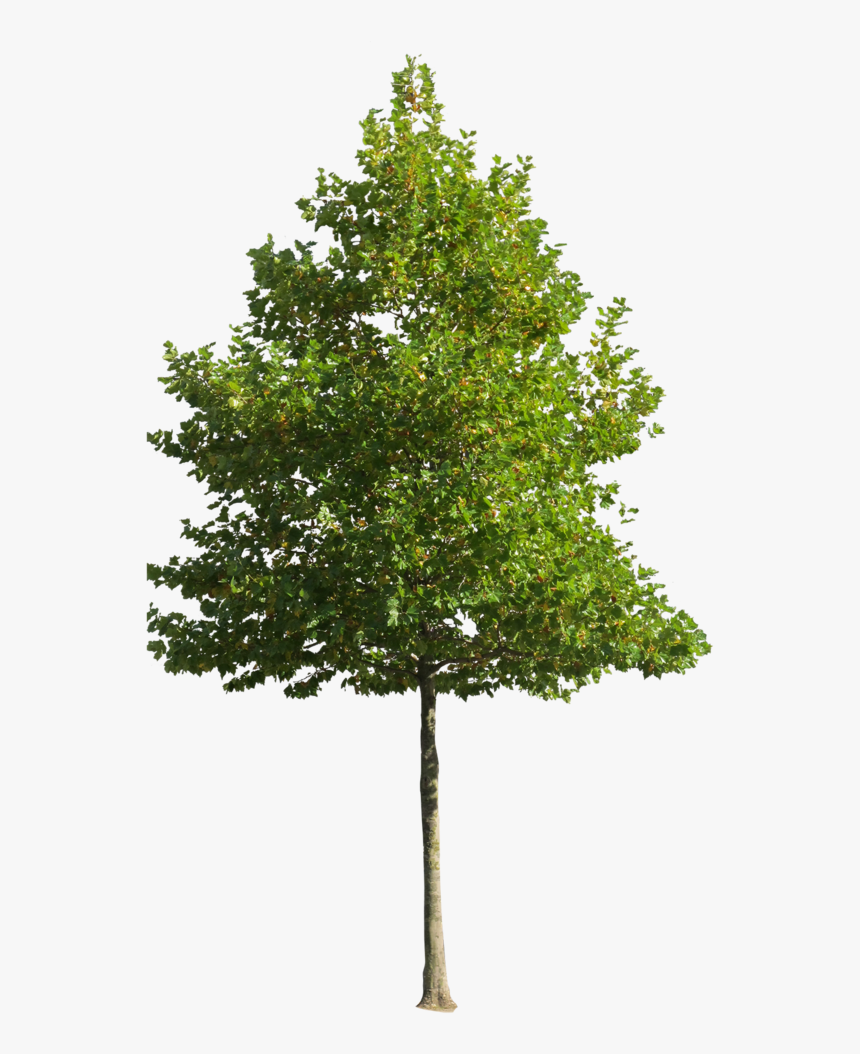 Tree Png, Transparent Png