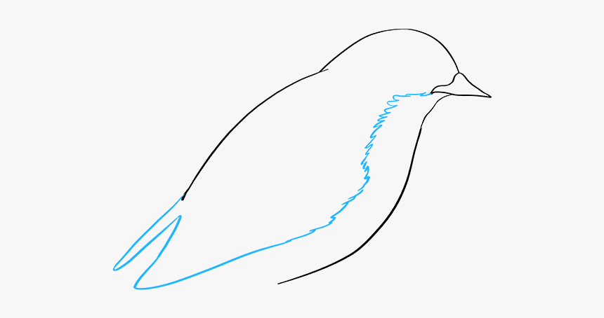 How To Draw Eastern Bluebird - Sketch, HD Png Download