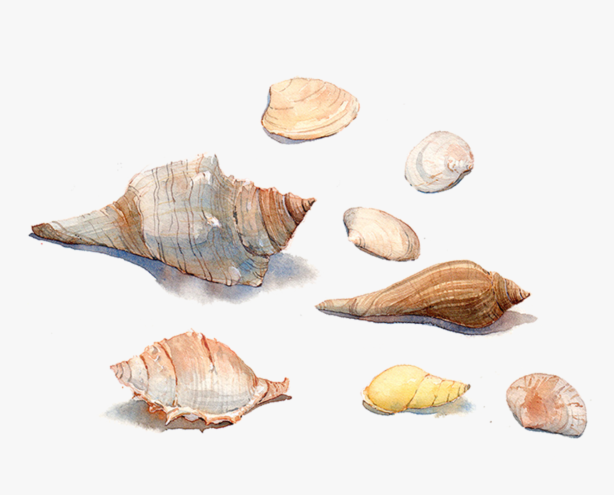 Seashell Watercolor Painting Sea Snail Conchology - รูป วาด หอย ใน น้ำ, HD Png Download