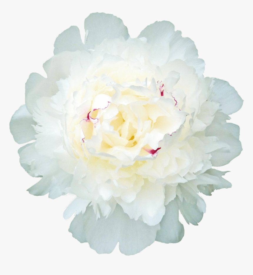 Common Peony, HD Png Download