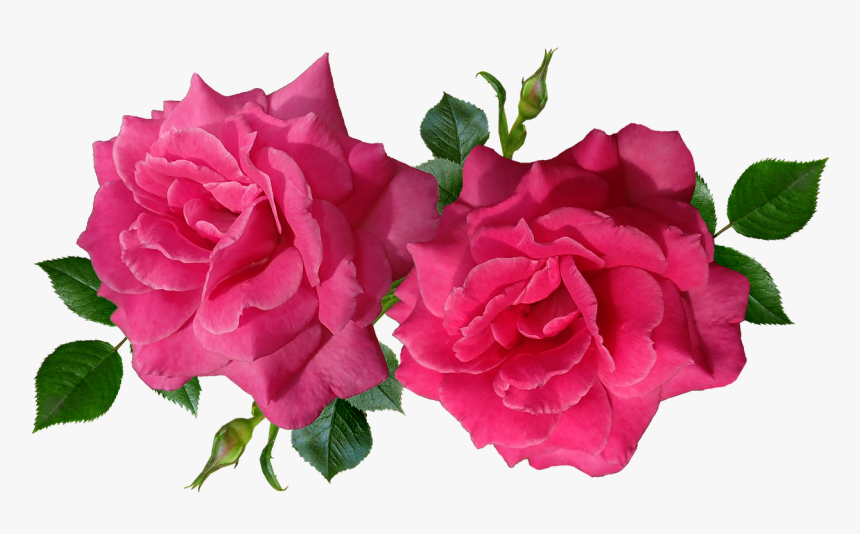 Roses Flowers Romantic Free Photo - Aesthetic Red Flowers Transparent, HD Png Download