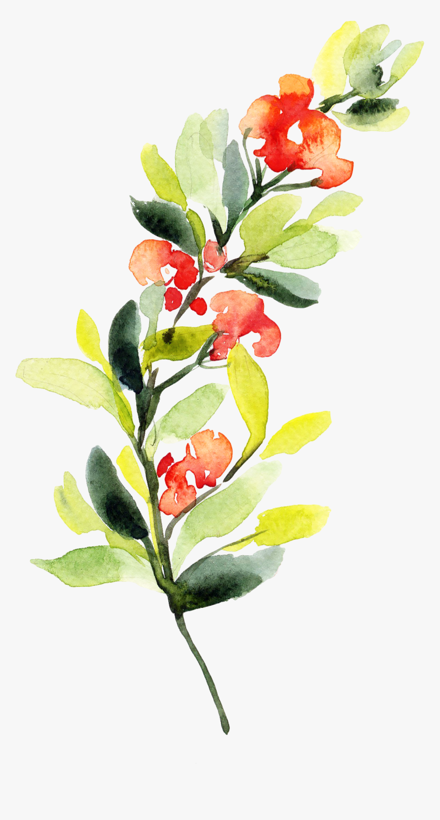 Impatiens, HD Png Download