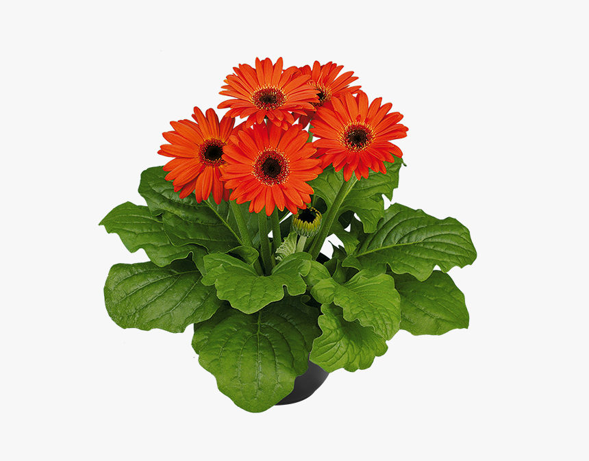 Barberton Daisy, HD Png Download