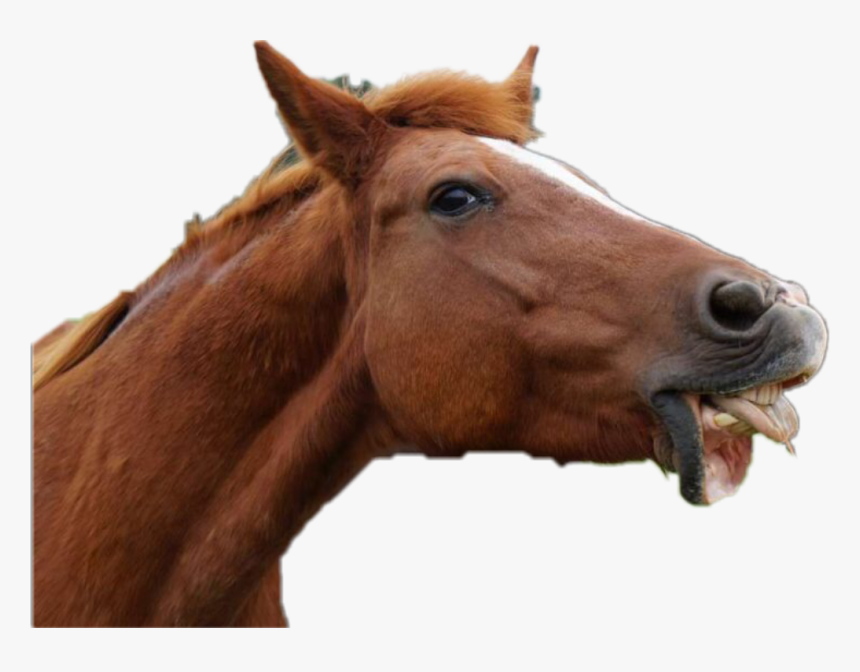 Drunk Horses, HD Png Download