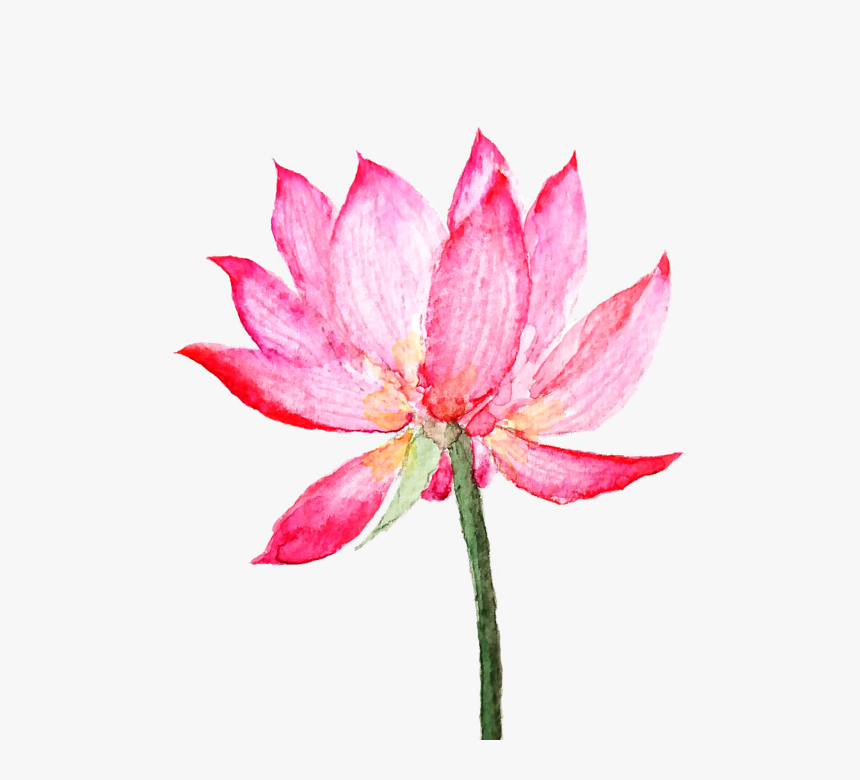 Pink Lotus Flower Painting, HD Png Download