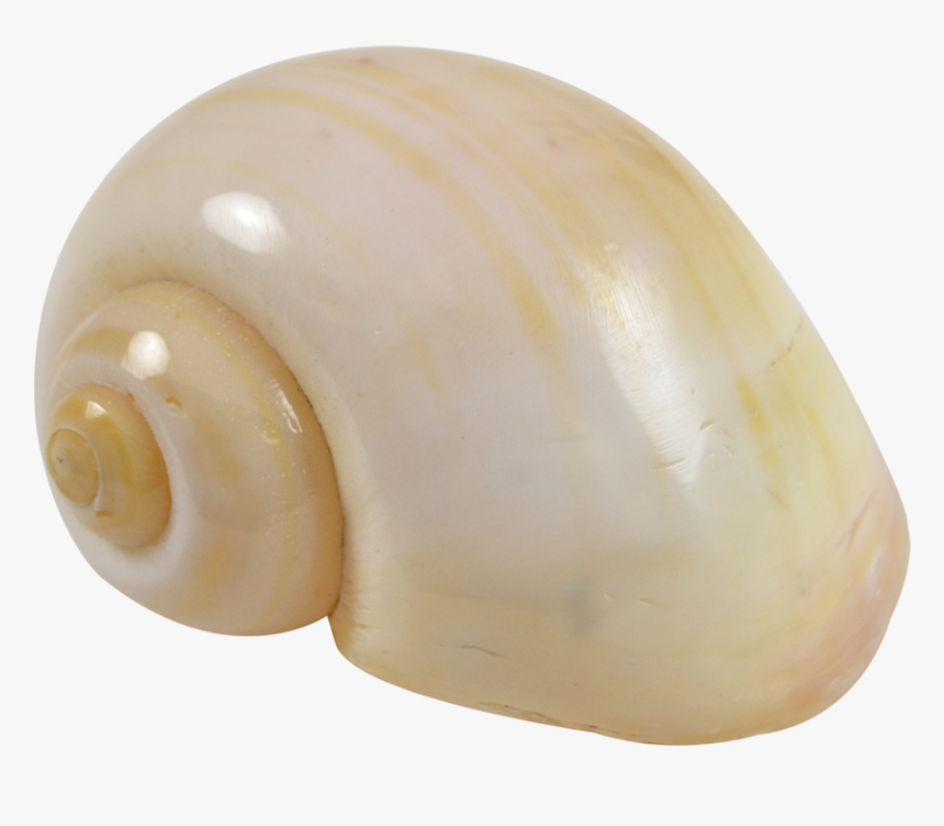 Cherry Yellow Snail - Bead, HD Png Download