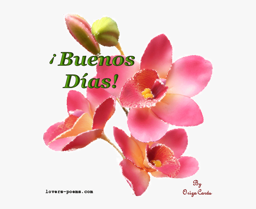 Romantic Good Morning Husband, HD Png Download