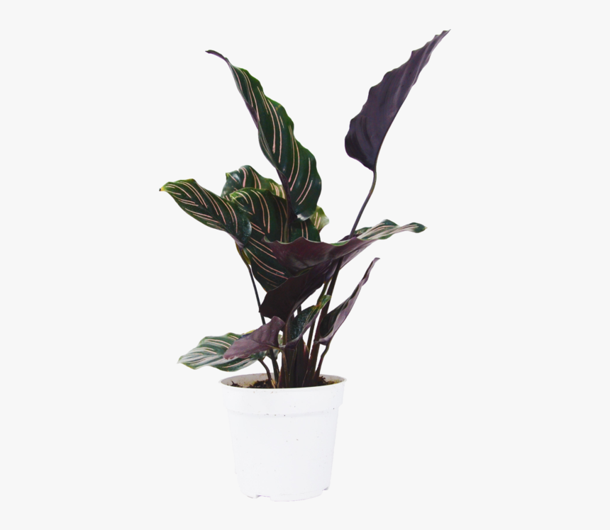 Flowerpot, HD Png Download