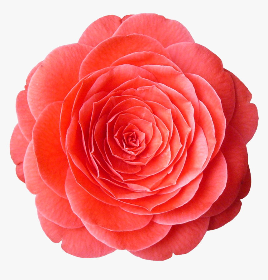 Texturescom Flowers0081 1 Alphamasked S - Olfaction, HD Png Download
