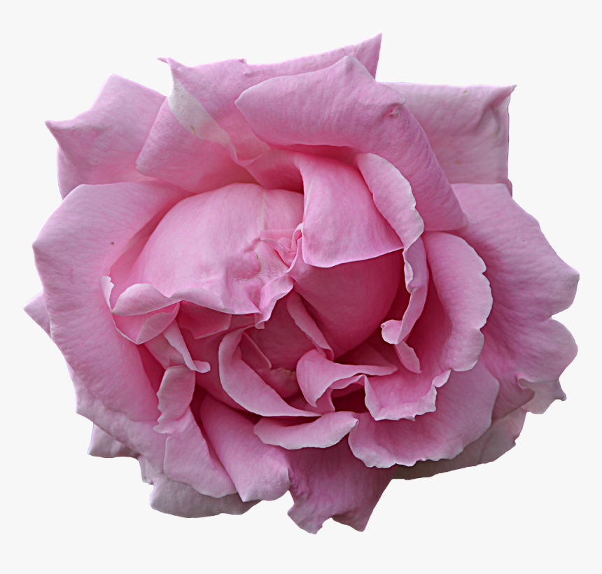 Pink Flower By Frankandcarystock On Deviantart - Google Flower Pngs, Transparent Png