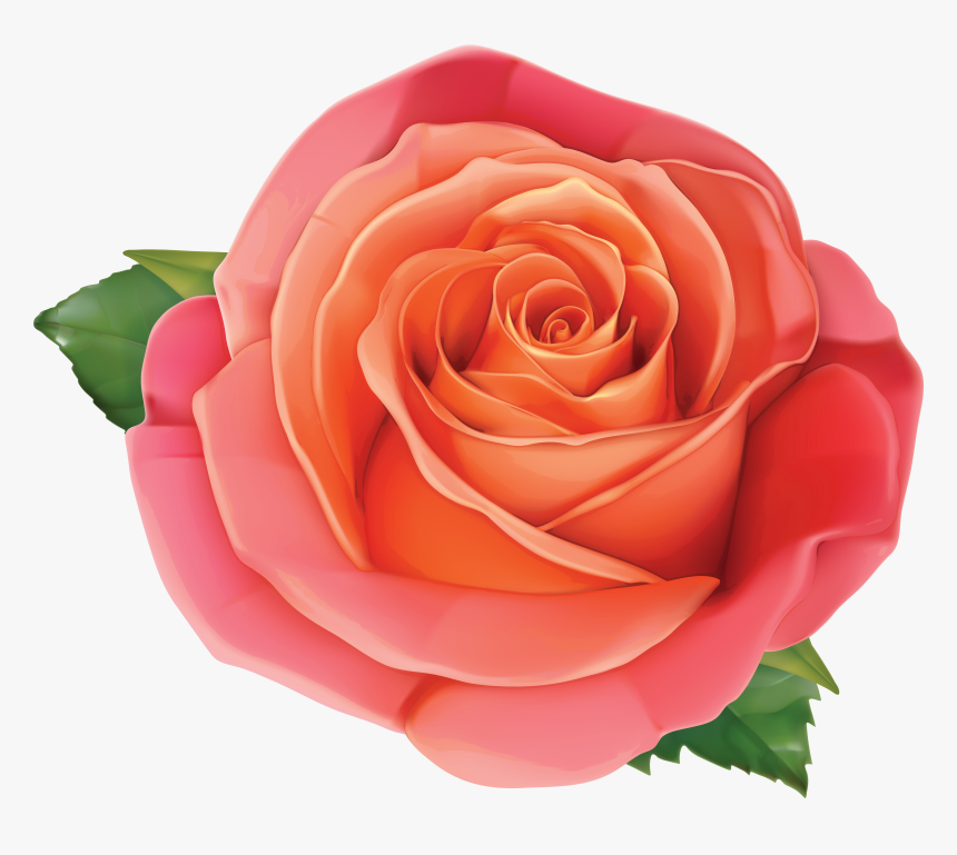 Pink Rose Clipart Orange Rose Gallery Size Image High - Pink And Orange Roses Transparent, HD Png Download